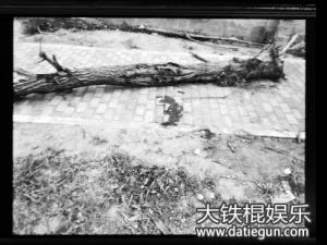枯树砸死人 北京8岁男童与同伴游玩出意外举枯树被砸身亡