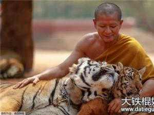 寺庙惊现老虎尸体,揭秘泰国虎庙丑闻背后的真相