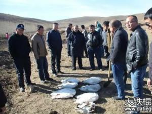 内蒙古数百只天鹅死亡,7名犯罪嫌疑人落网