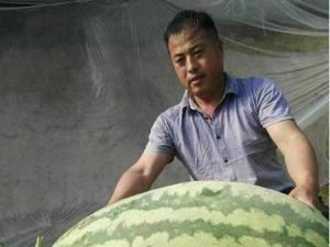 160斤西瓜王北京诞生,瓜农种出160斤西瓜中的战斗瓜