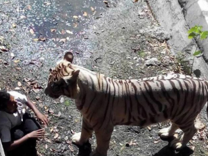 北京八达岭动物园老虎伤人致1死 突遇猛兽该怎么办,如何科学接触动物