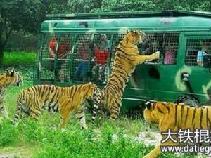 八达岭野生动物园:袭人老虎将被处死系谣言 还未采取任何措施